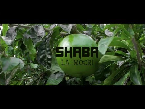 Shaba - La moquerie